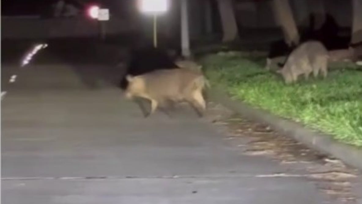 Hundreds of wild hogs from George Bush Park creating havoc in westside neighborhood