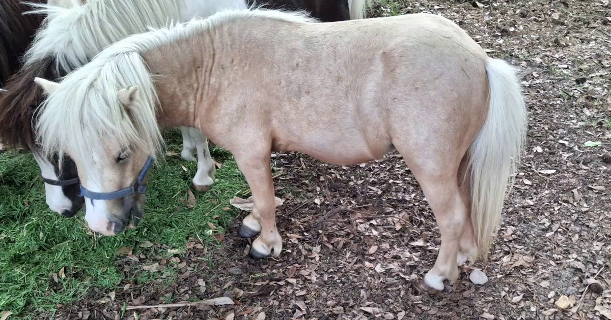Miniature Horse breeder near the Heights desperate to get stolen horse back home