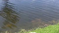 Spring neighbors describe desperate efforts to save 2-year-old, 74-year-old after neighborhood drowning