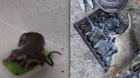 Elderly residents claim rat infestations at senior apartment complex in The Woodlands