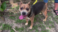Dog dumped off McKay Bridge over Lake Houston lucky to be alive