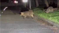 Hundreds of wild hogs from George Bush Park creating havoc in westside neighborhood