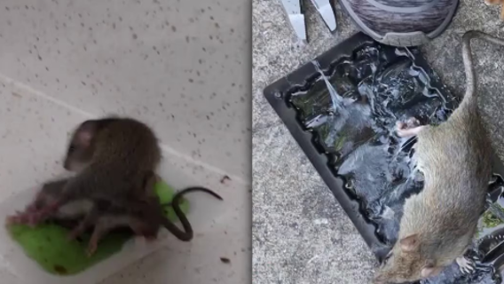 Elderly residents claim rat infestations at senior apartment complex in The Woodlands