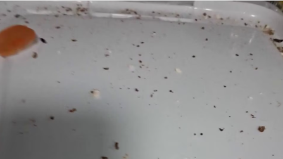 More residents report pest problems at senior apartment complex in The Woodlands