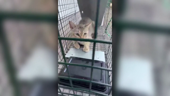 Rescue groups believe pets are being snatched, dumped off the McKay Bridge over Lake Houston