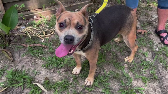 Dog dumped off McKay Bridge over Lake Houston lucky to be alive