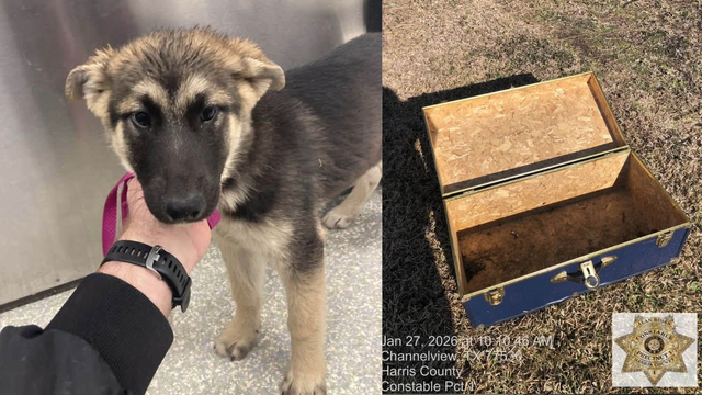 Man accused of leaving puppy locked in trunk in Channelview field