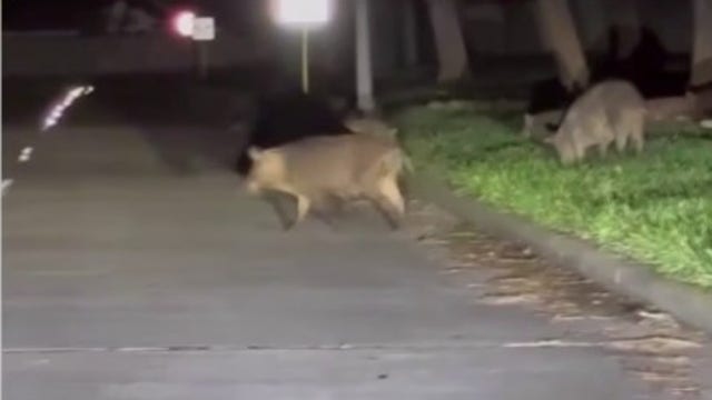 Hundreds of wild hogs from George Bush Park creating havoc in westside neighborhood