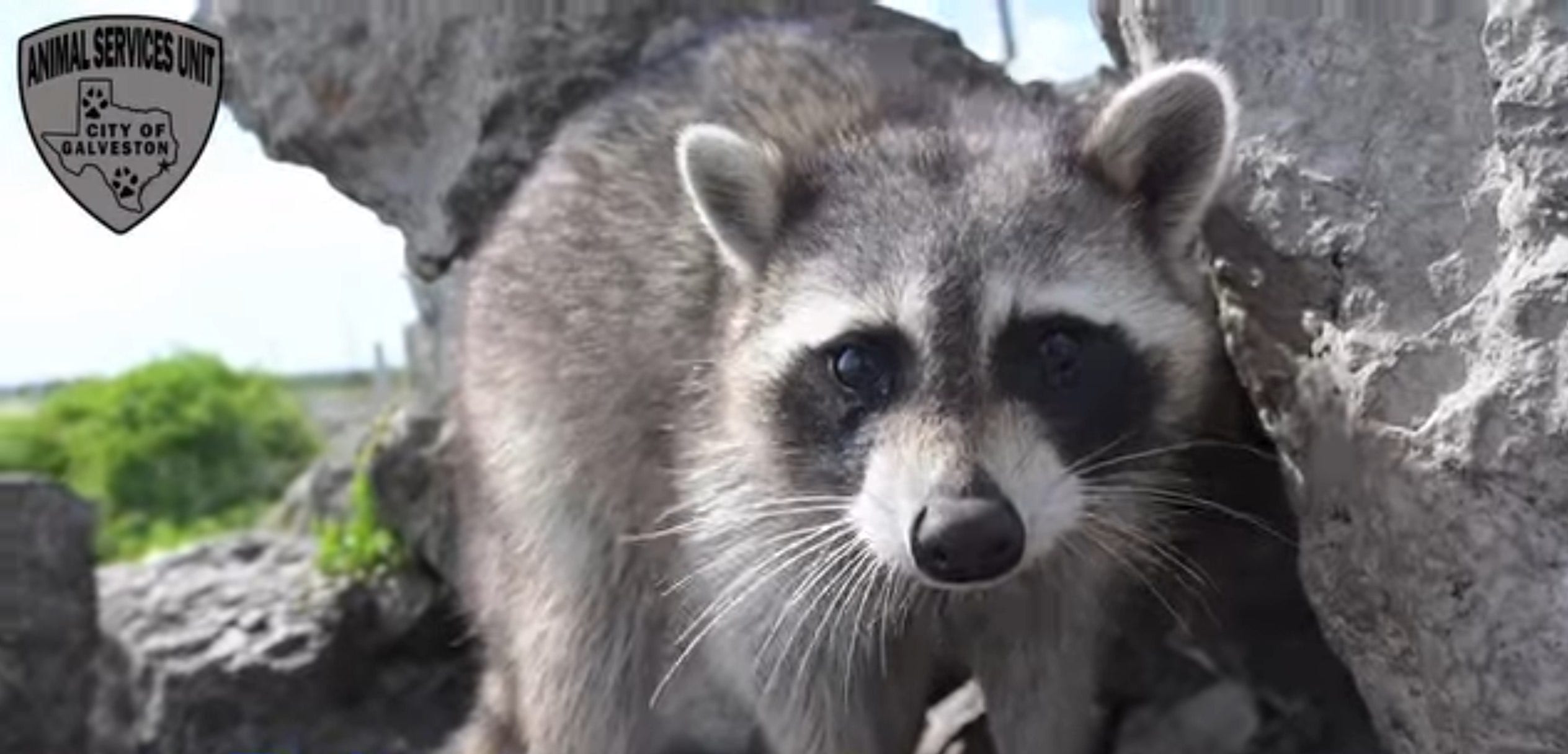 Galveston officials: 'Please do not feed the raccoons'