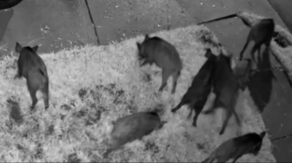 Who pays for wild hog damage? Woodlands-area resident caught in $3,500 dilemma