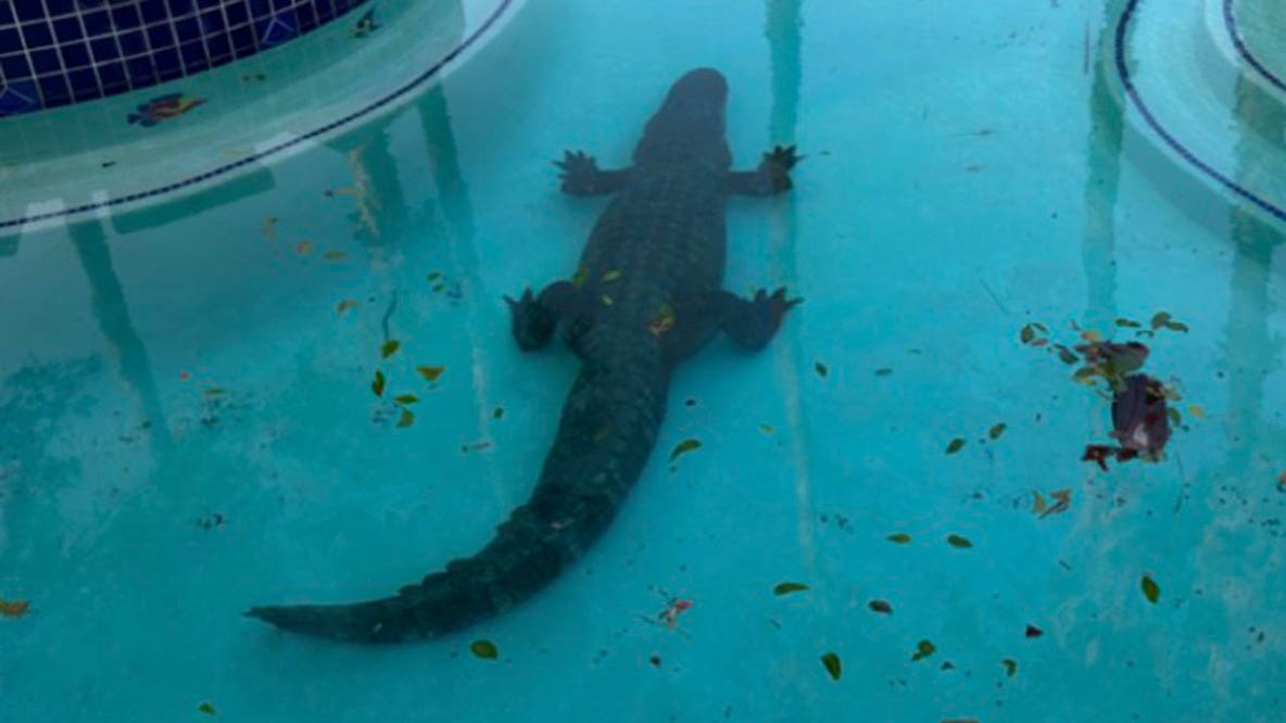 Large alligator with ‘old bullet hole’ found lounging in Texas pool