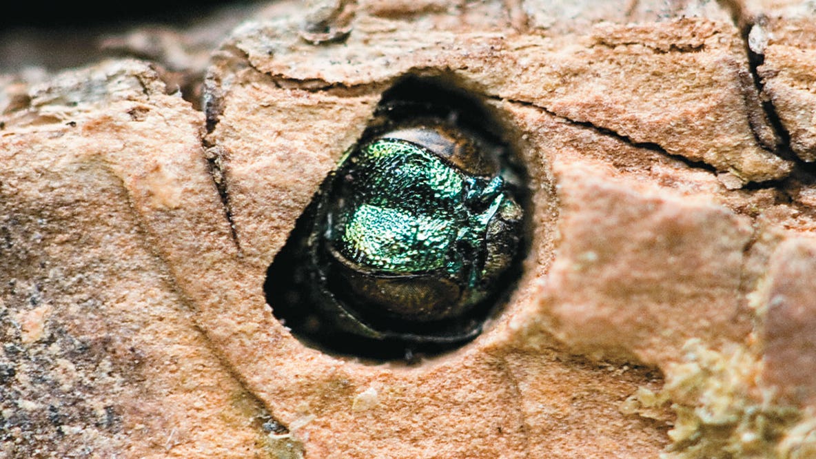 Invasive bug that can kill Texas trees spreads deeper into state