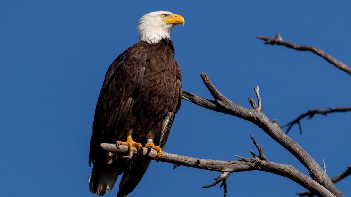 Porter man sentenced to federal prison for killing bald eagle in backyard