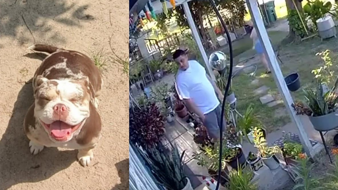 French bulldog stolen from north Houston family's home during break-in