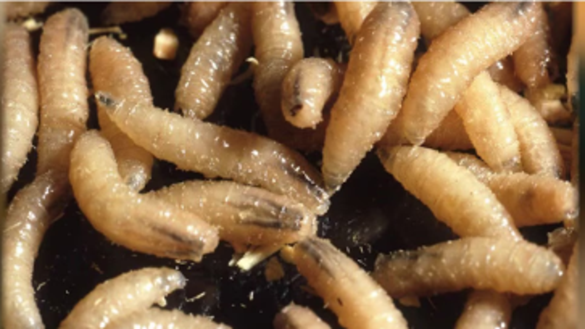 Texas screwworm cases disrupt pet transport as shelters face new adoption challenges