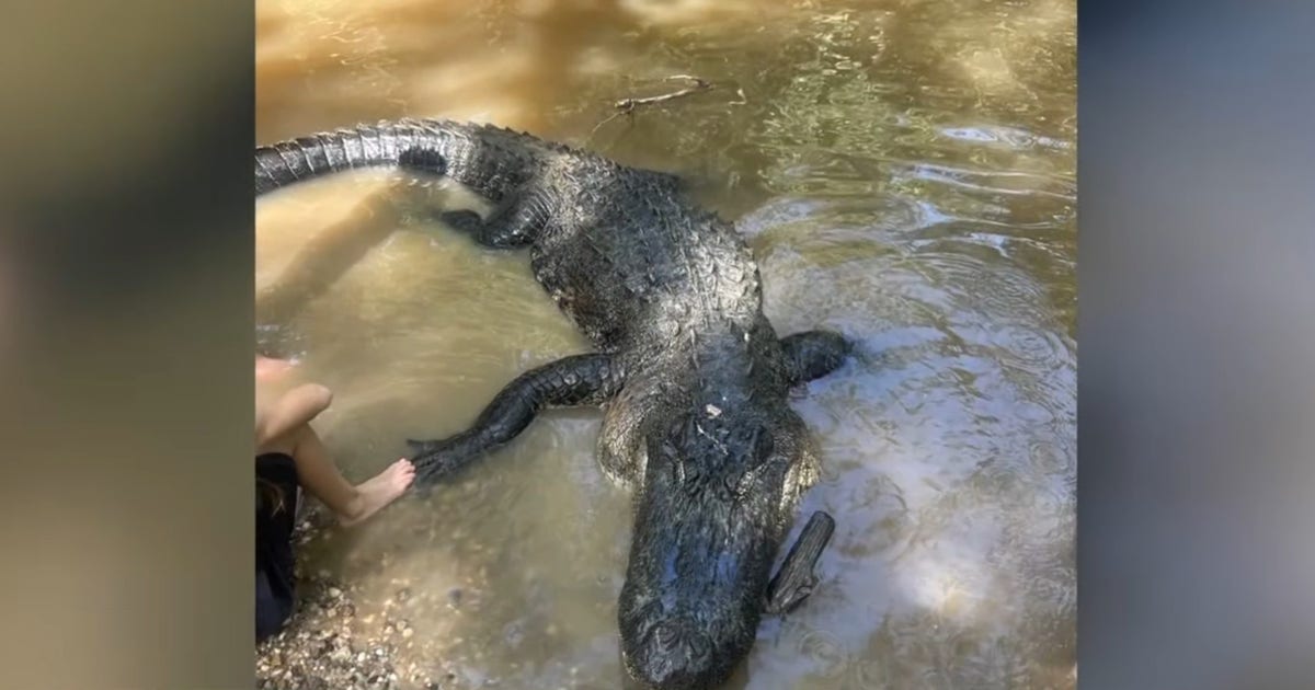 Texas Game Wardens investigate illegal killing of nearly 12-foot alligator in Liberty County