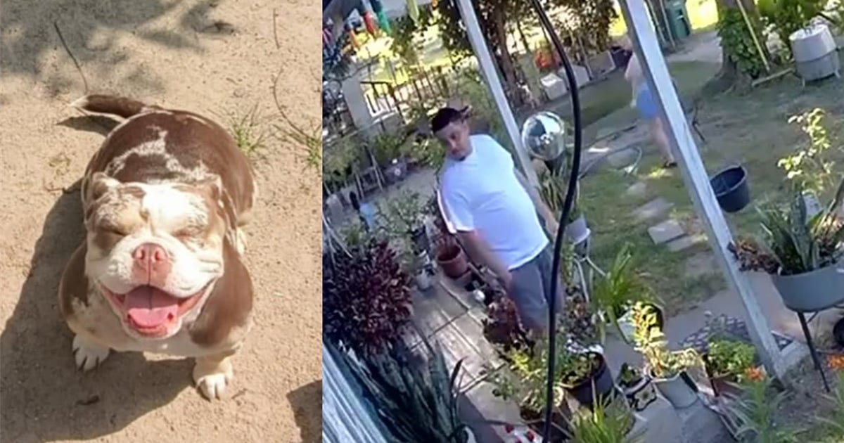 French bulldog stolen from north Houston family's home during break-in