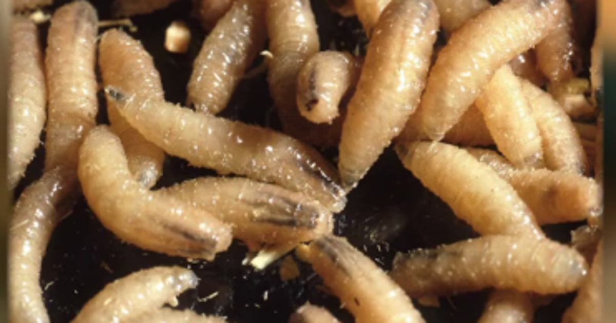 Texas screwworm cases disrupt pet transport as shelters face new adoption challenges