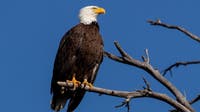 Porter man sentenced to federal prison for killing bald eagle in backyard