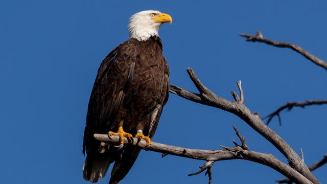 Porter man sentenced to federal prison for killing bald eagle in backyard