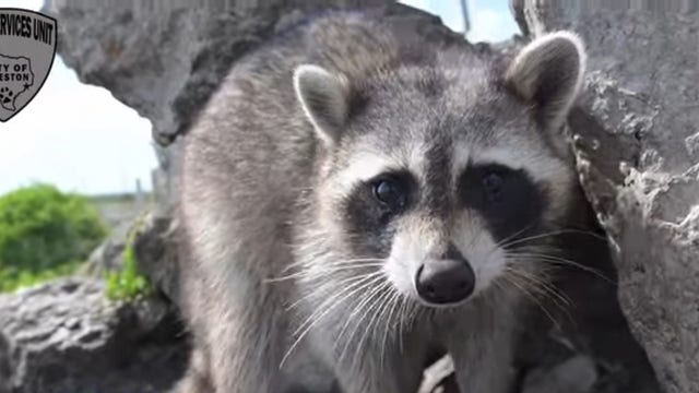 Galveston officials: 'Please do not feed the raccoons'