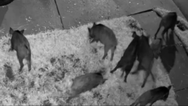 Who pays for wild hog damage? Woodlands-area resident caught in $3,500 dilemma