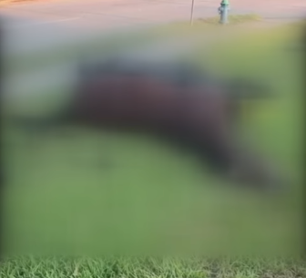 Houston rider speaks out after pregnant horse struck, killed by truck
