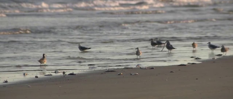 Red tide in Galveston could impact seafood prices and restaurants