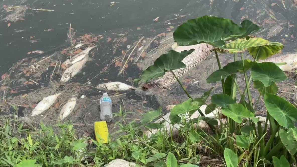 Dead fish in Houston waterways? Wildlife officials say that's natural