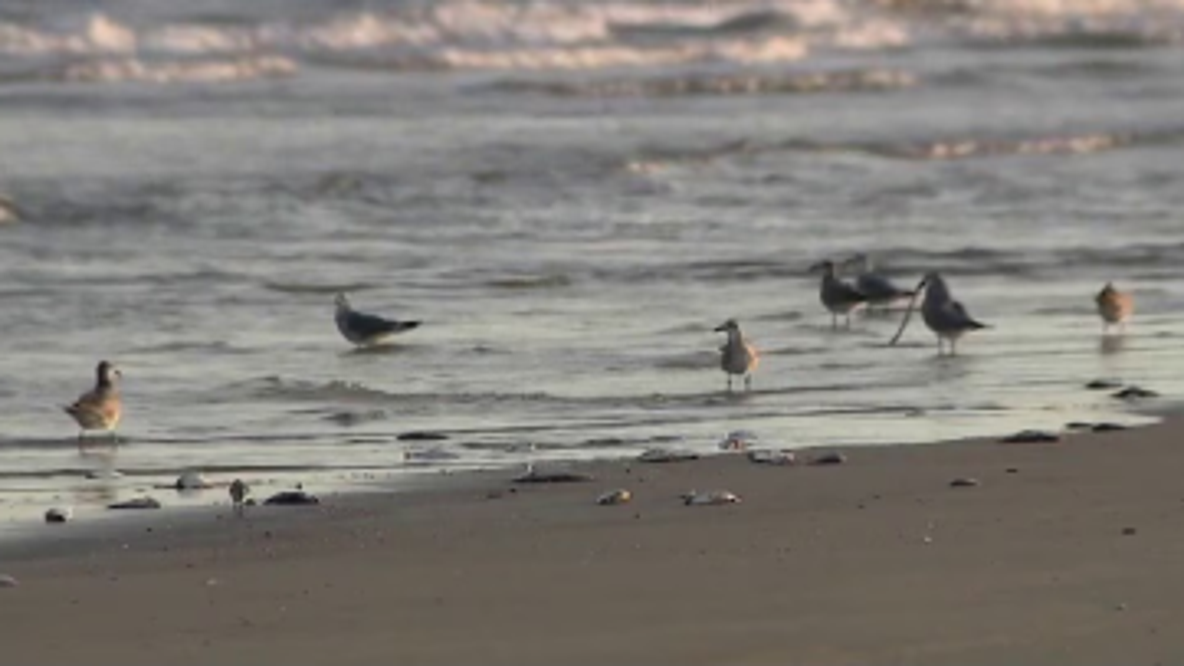 Red tide in Galveston could impact seafood prices and restaurants