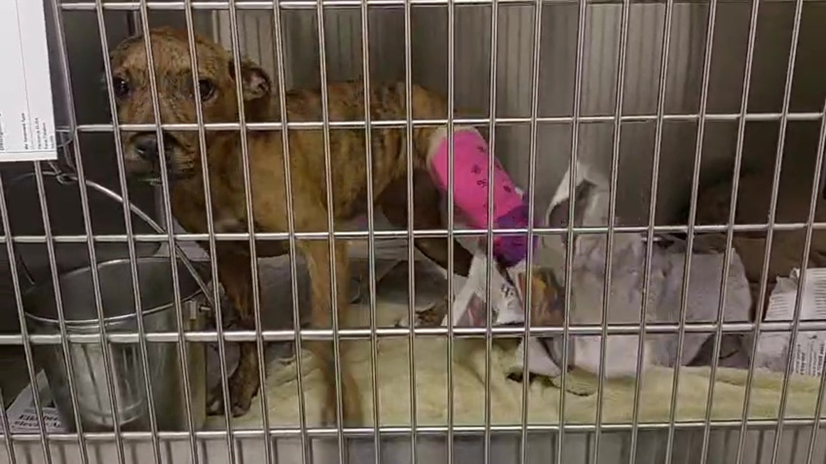 Teen accused of animal cruelty after puppy reportedly found with broken bones at Humble home