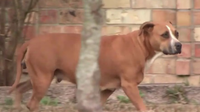 Harris County elected leaders, non-profits, advocates address the state of animal welfare