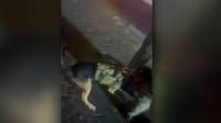 Humble family disputes police account after K-9 unit deployed in arrest