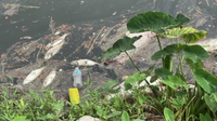 Dead fish in Houston waterways? Wildlife officials say that's natural