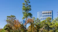 The Woodlands offering 'Free Fare Fridays' throughout September