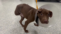 Houston-area man pleads guilty to hanging 5-month old puppy by the neck