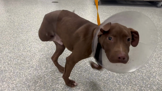 Harris County man sentenced to 10 years after hanging puppy by the neck