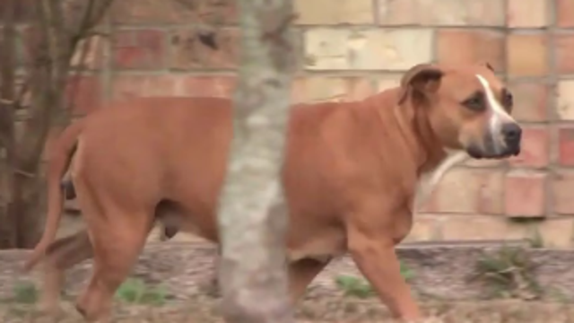 Harris County elected leaders, non-profits, advocates address the state of animal welfare