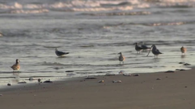 Red tide in Galveston could impact seafood prices and restaurants