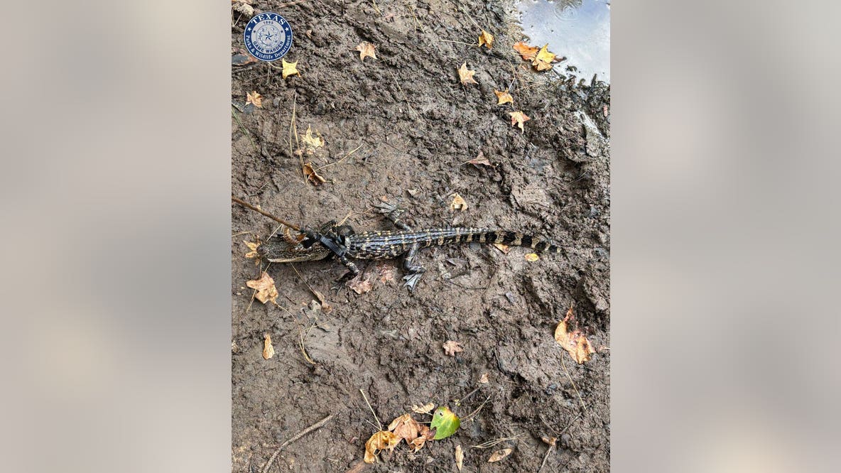 Texas game wardens cite man after located alligator tied up in a pond