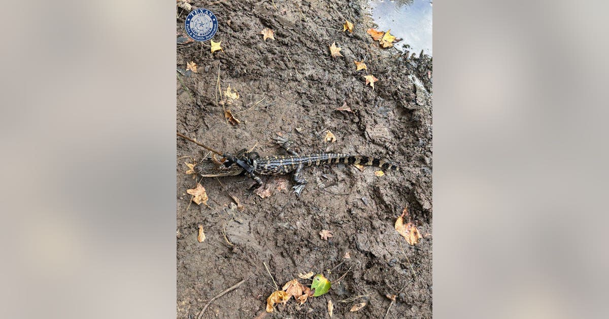 Texas game wardens issue citation to man after locating alligator tied ...