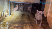 45 Chihuahua-mix dogs suffering infections rescued from north Houston home