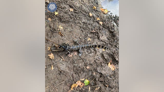 Texas game wardens issue citation to man after locating alligator tied up in a pond