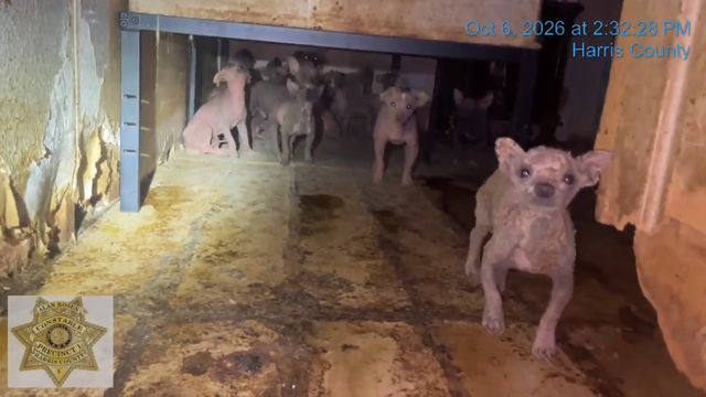 45 Chihuahua-mix dogs suffering infections rescued from north Houston home
