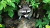 Possibly rabid raccoon attacks students, nearby resident at Princeton University: officials
