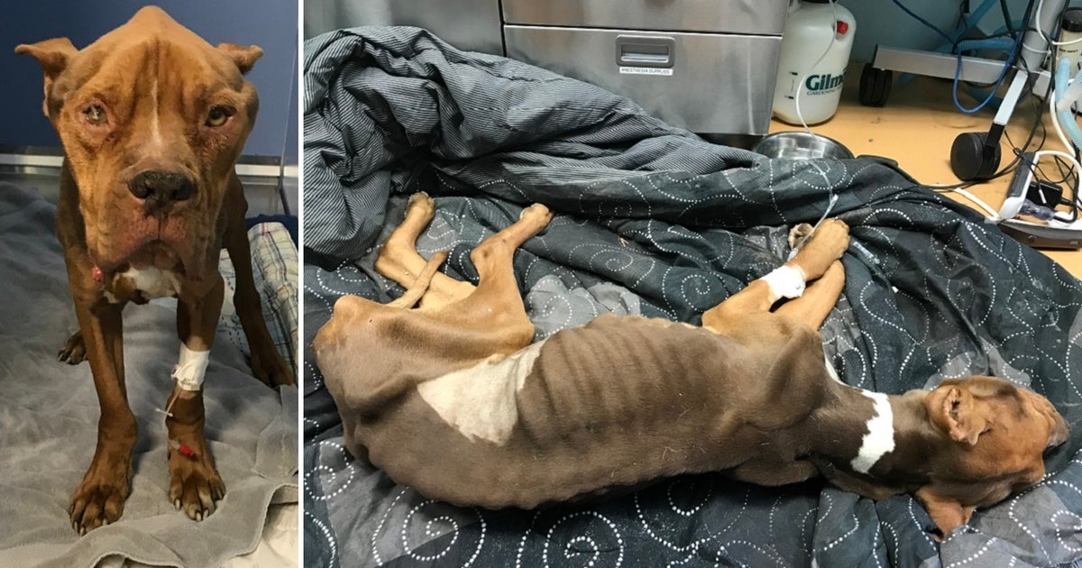 Shelter rescues emaciated dog found left to die in Delco park | FOX 29 ...