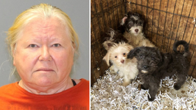 Woman indicted after 44 deceased dogs found in NJ home; 162 dogs rescued