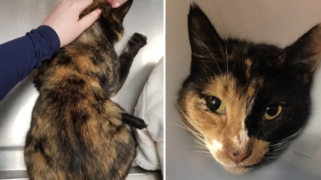 Suspect sought after stray cat shot with crossbow at point blank range in New Jersey