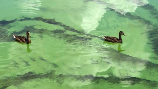 Public warned to avoid NJ waters tainted by toxic algae