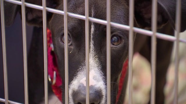 Pa. bill seeks to put puppy mills out of business